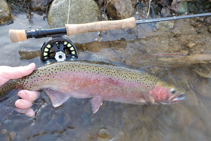 A Steelhead from the American River