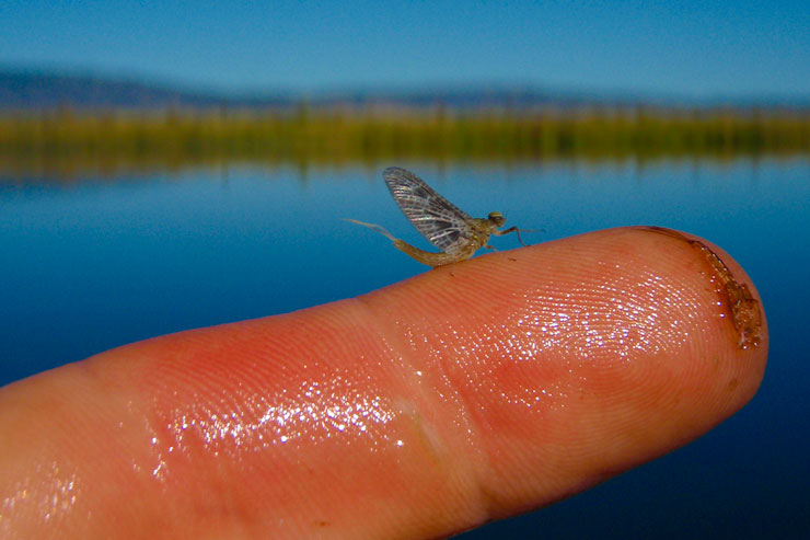 A callibaetis mayfly from Fall River