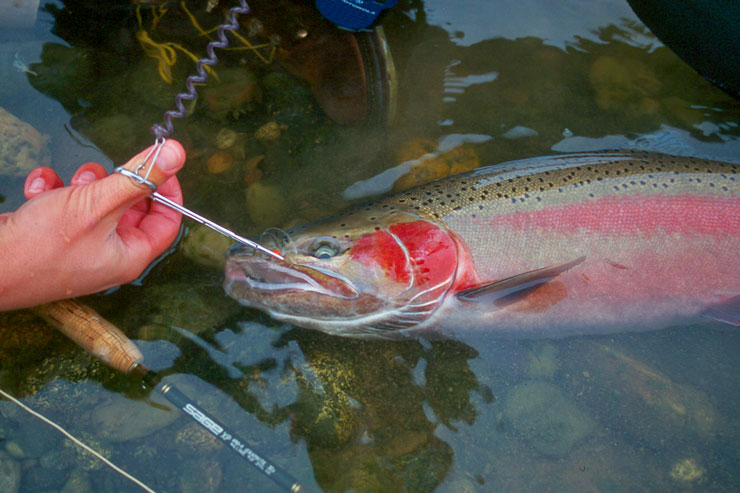 A colorful Feather River steelie that fell for an egg pattern