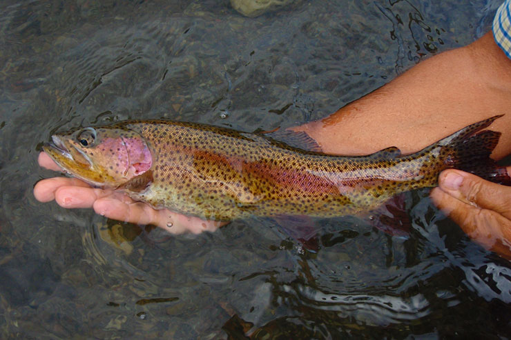 A typical rainbow from Hat Creek