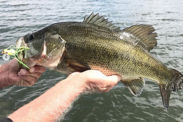 A nice California Delta largemouth bass caught on a frog popper