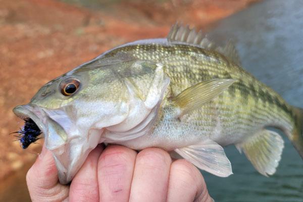 A Lake Oroville spotted bass caught on a fly