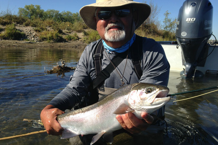 A large wild steelhead caught on a trout spey rod on the Lower Sac