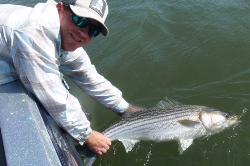 Releasing a large striper from the California Delta