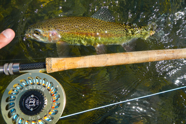 A Lower Sac rainbow caught on a trout spey rod