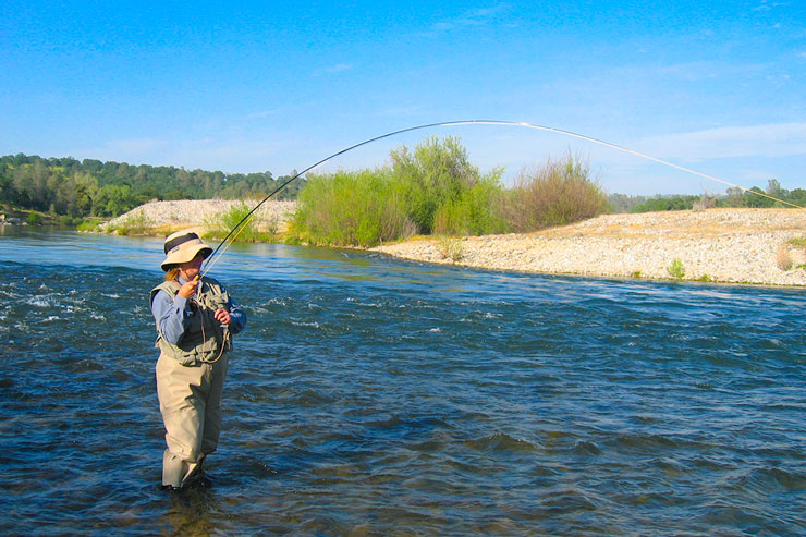 A wading angler hooked up on the Yuba