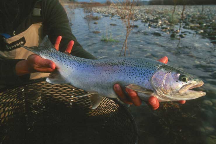 A Lower Yuba rainbow trout